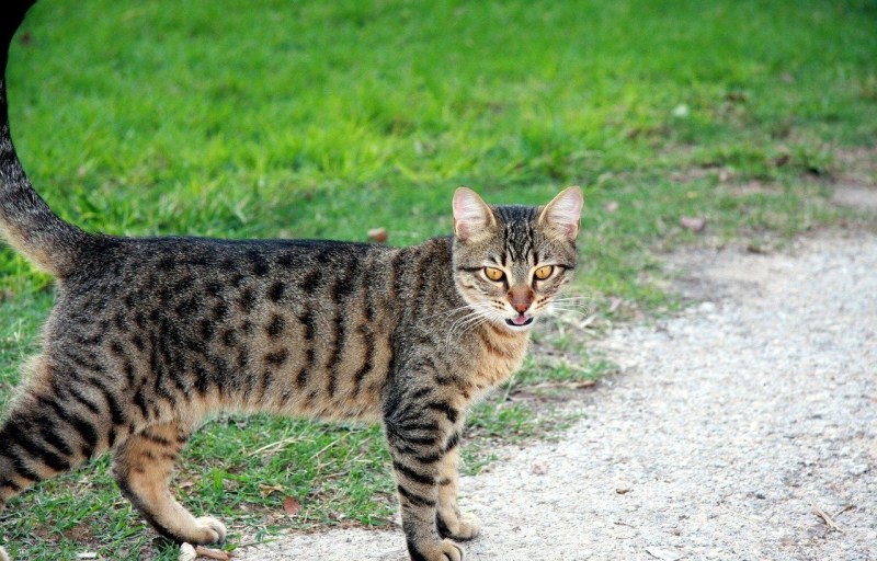 Сибирский голубая кошка короткошерстная