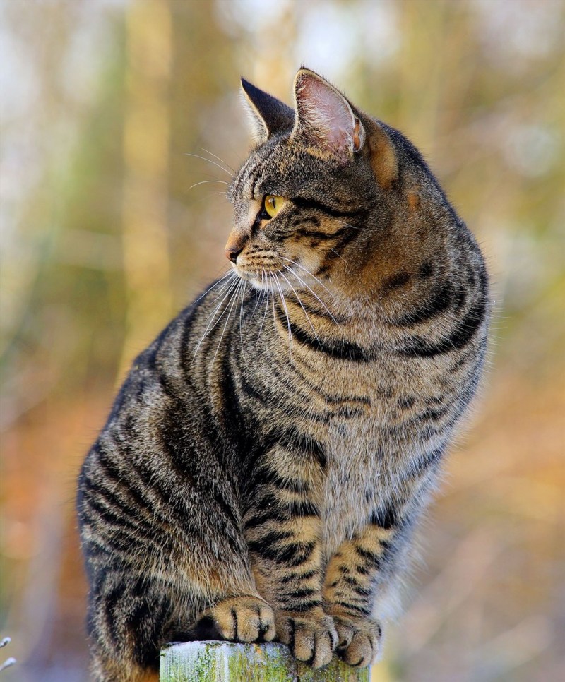 Кошка серая