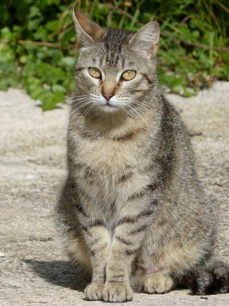 Домашний кот