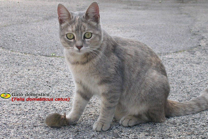 Европейская короткошерстная табби