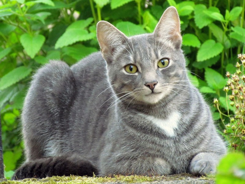 Саванна кошка табби