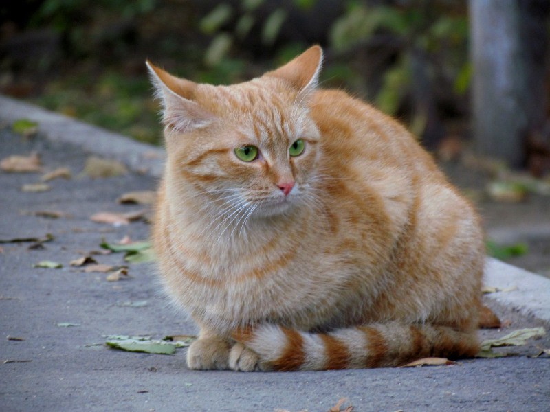 Европейская Лесная короткошерстная кошка