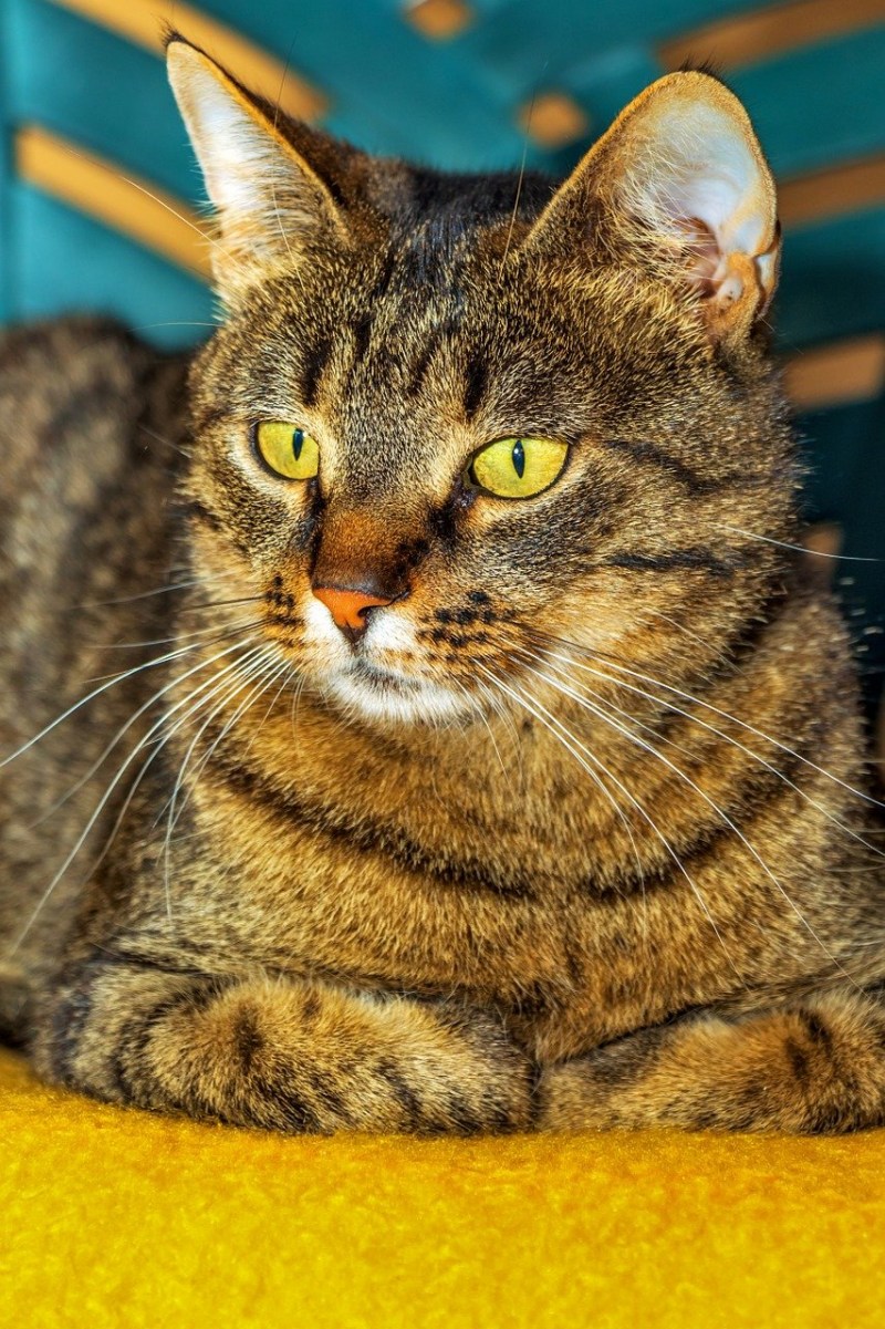 Кошка серая