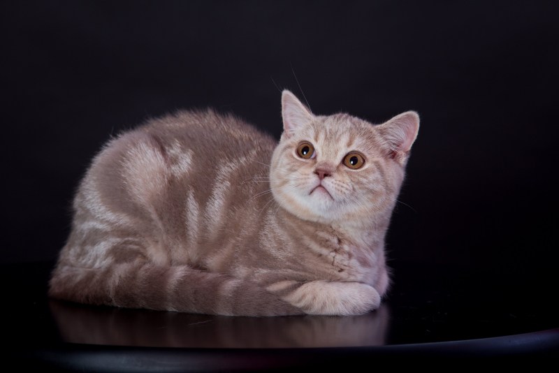 Скоттиш страйт лиловый мрамор