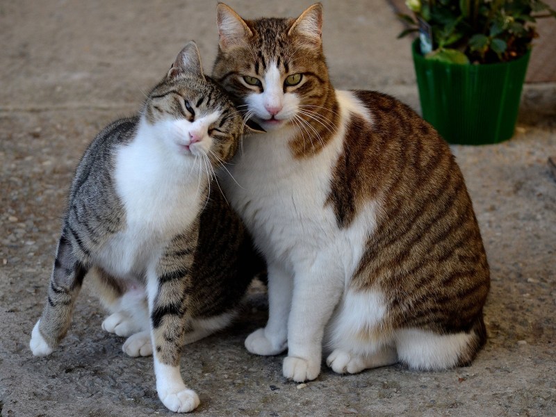 Кошки любовь