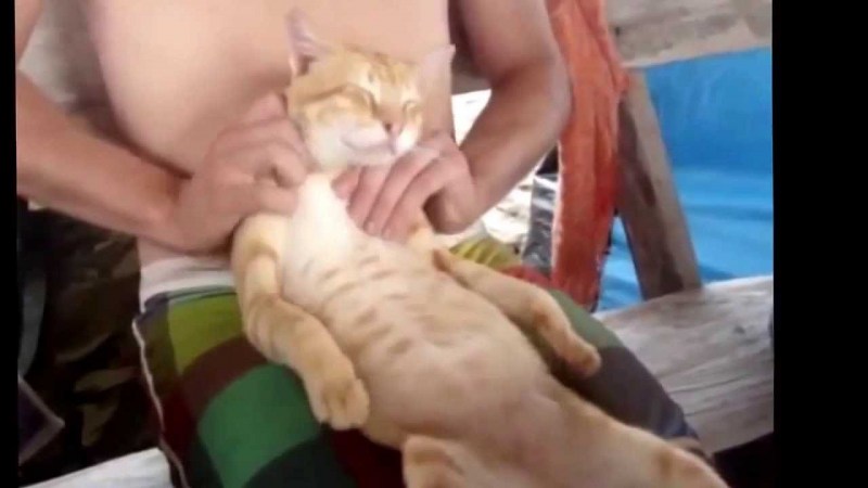 Доминируй властвуй унижай
