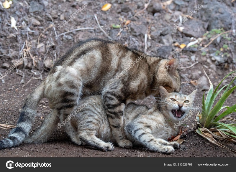 Кошки спариваются крупным планом