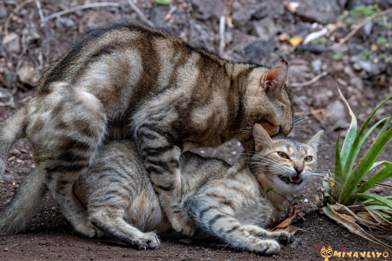 Рыжий кот спаривается
