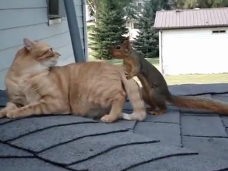Коты совокупляются