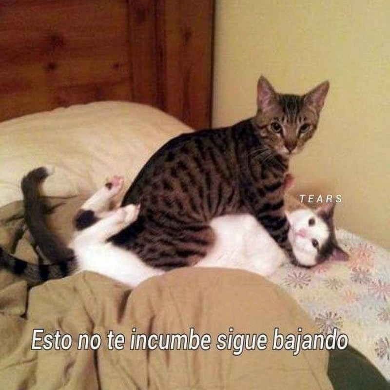 Коты занимаются этим