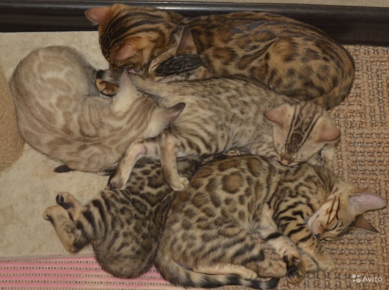 Коты извращенцы