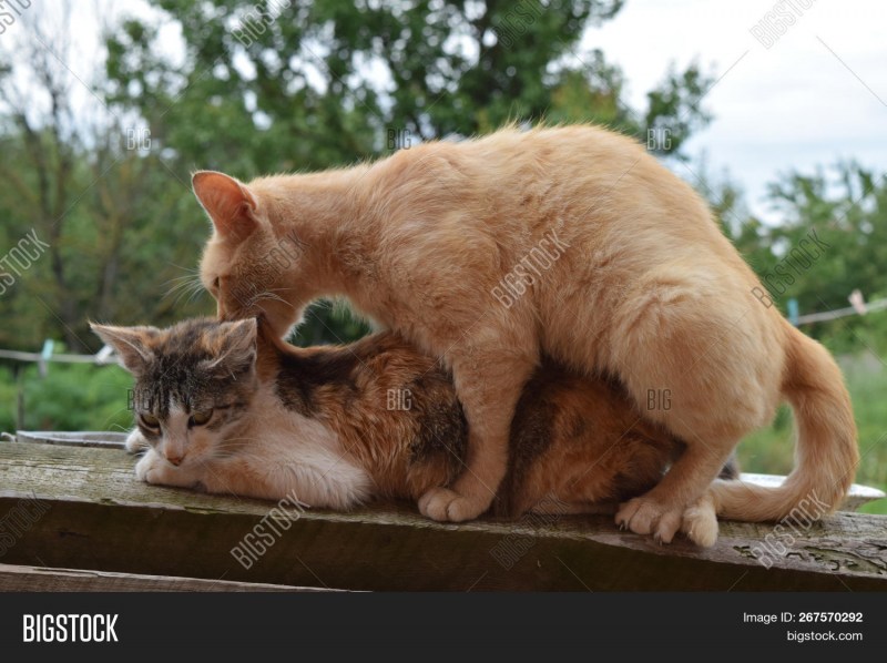 Белый котенок и щенок