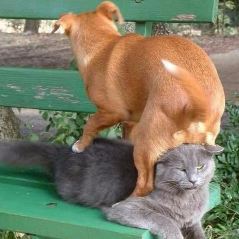 Сношающиеся коты