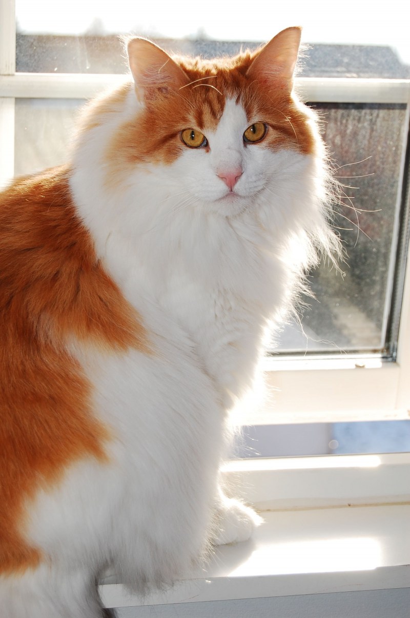 Норвежский Лесной кот рыжий