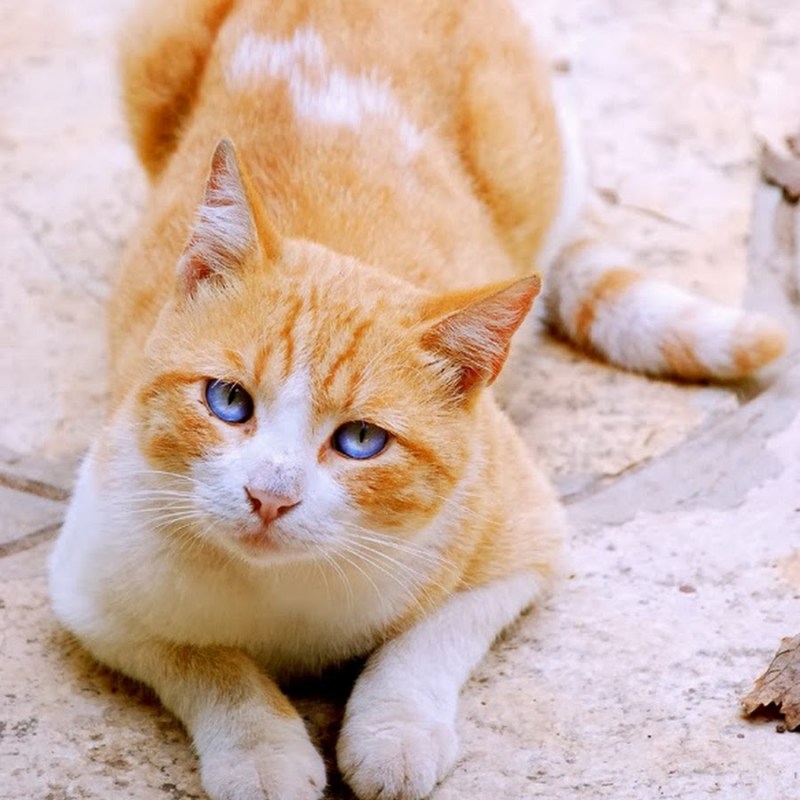 Белая кошка с рыжими пятнами