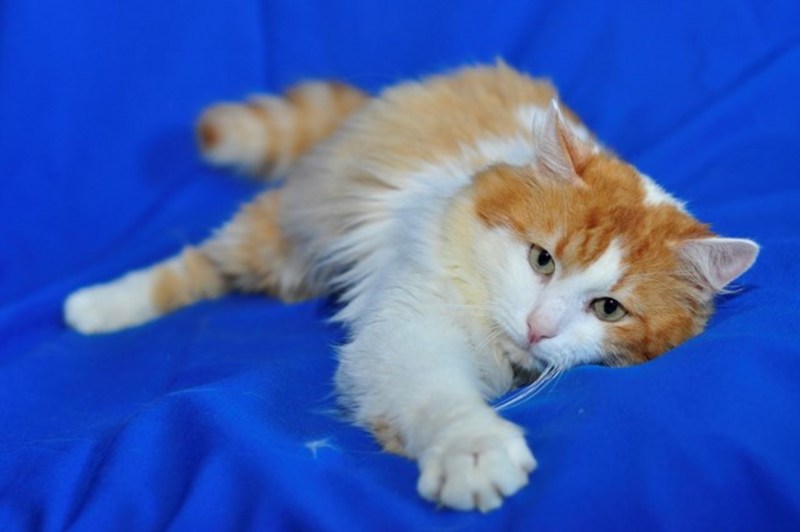 Рыже белый котенок