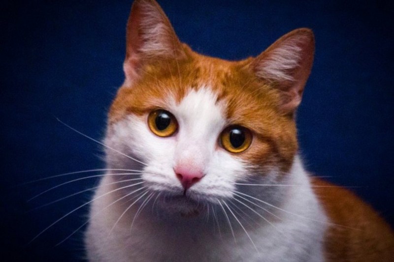 Рыжий турецкий ангорский кот