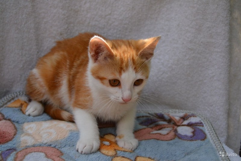 Рыже белые коты