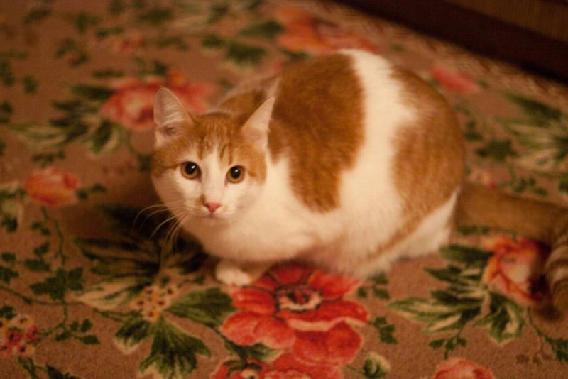 Кот породы турецкий Ван