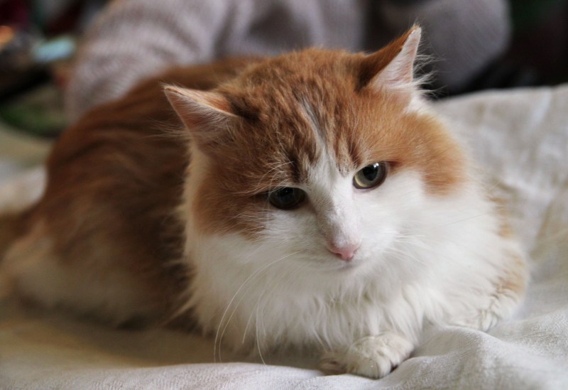 Рыже белый кот