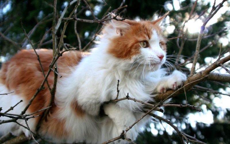 Кот породы турецкий Ван