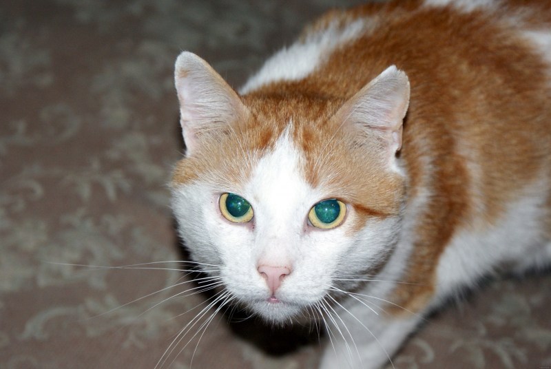 Рыже белый котенок