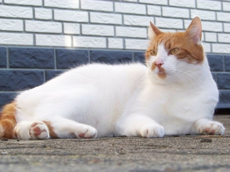 Рыжий длинношерстный Сибирский кот
