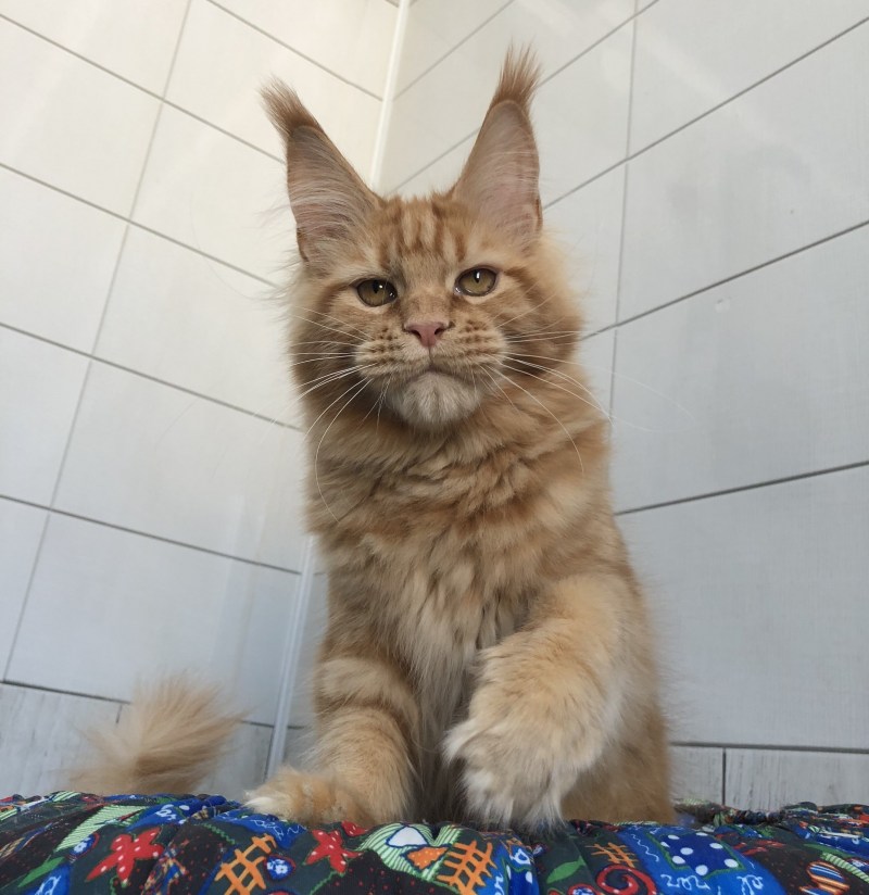 Мейн кун косоглазие