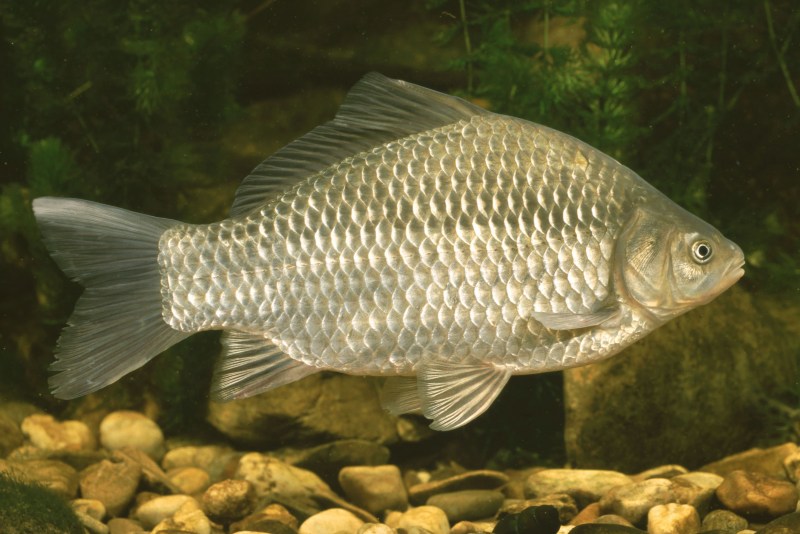 Carassius auratus серебряный карась