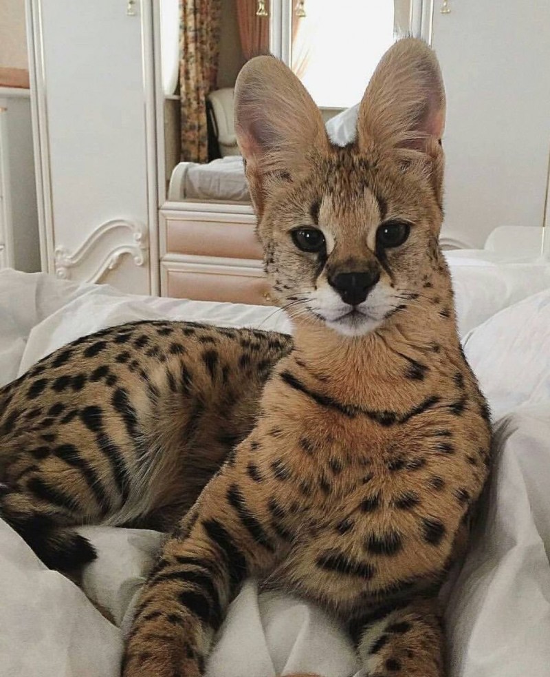Кошка Саванна и сервал