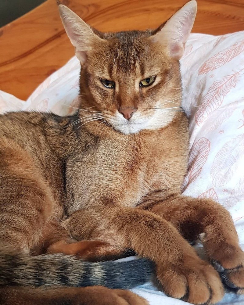 Кошка чаузи f1