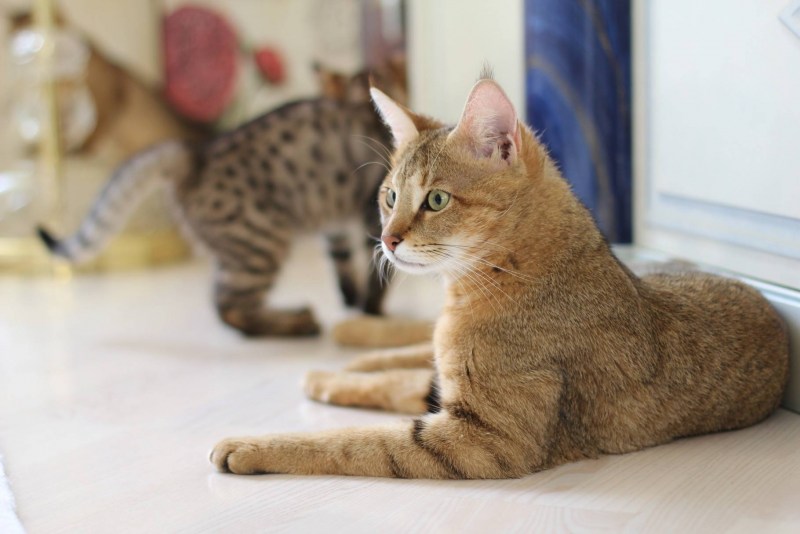 Чаузи кошка ф1