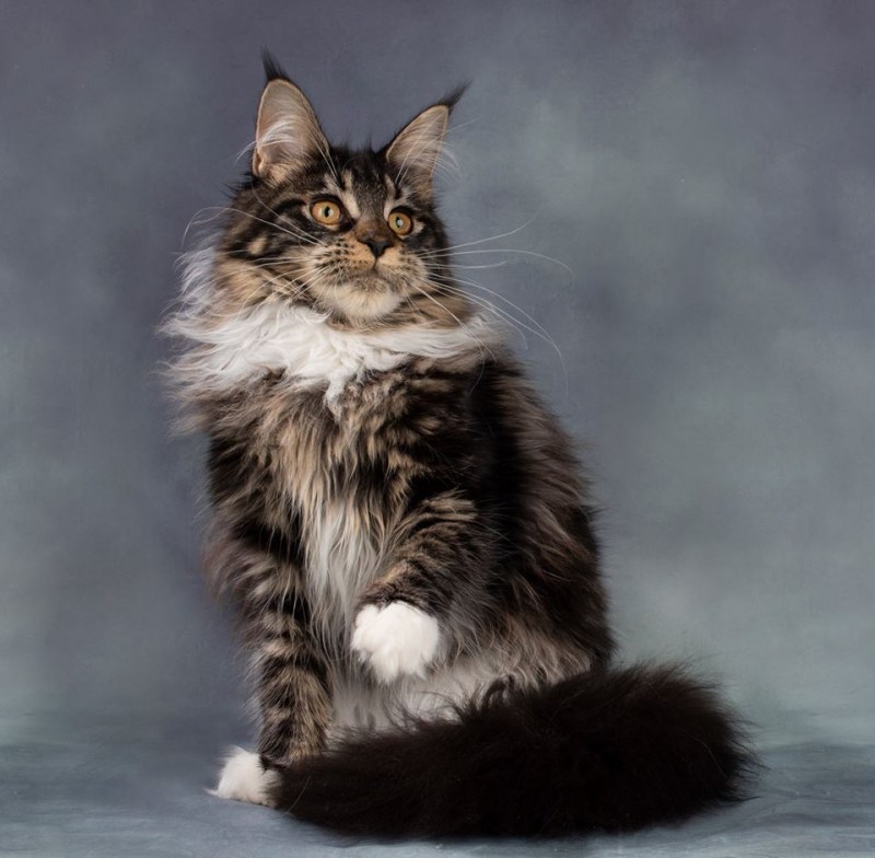 Мейн куны котята