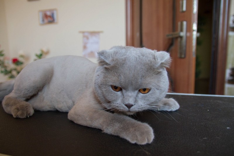 Стриженный кот