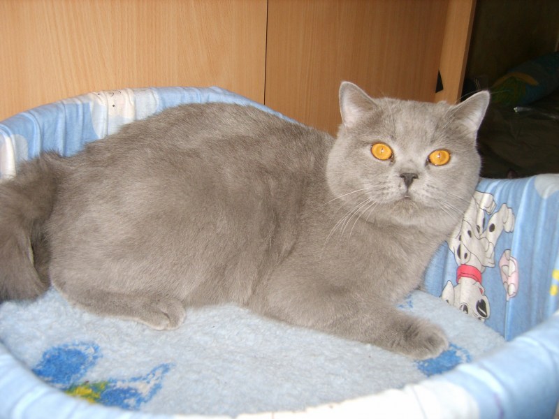 Стрижка длинношерстных кошек
