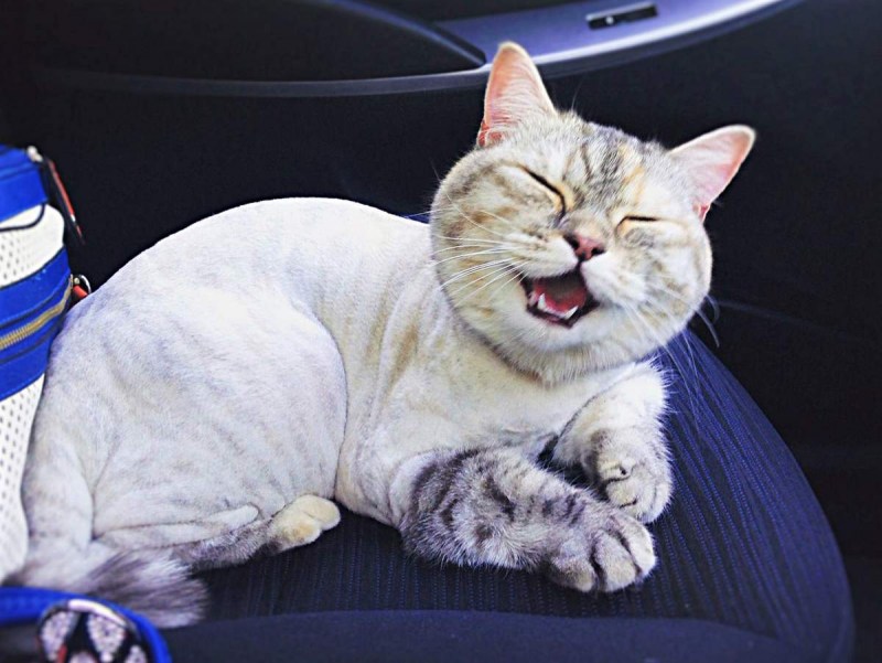 Стрижка кошек