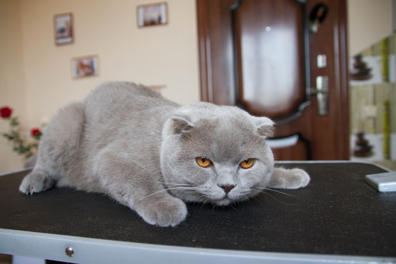 Стриженный скоттиш страйт