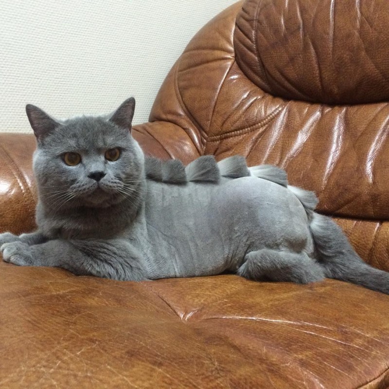 Стрижка котов