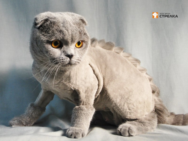 Стриженные британские кошки