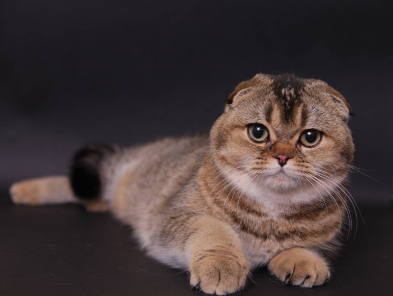 Шотланская Веселуха кошка