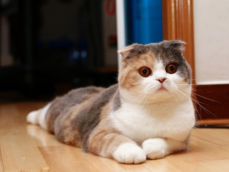 Шотландская вислоухая кошка
