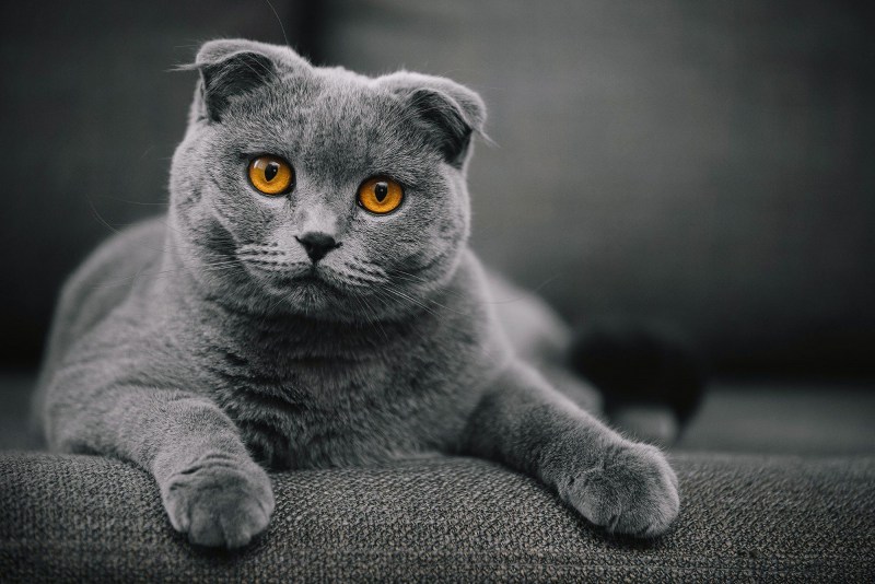 Шотландская кошка прямоухая