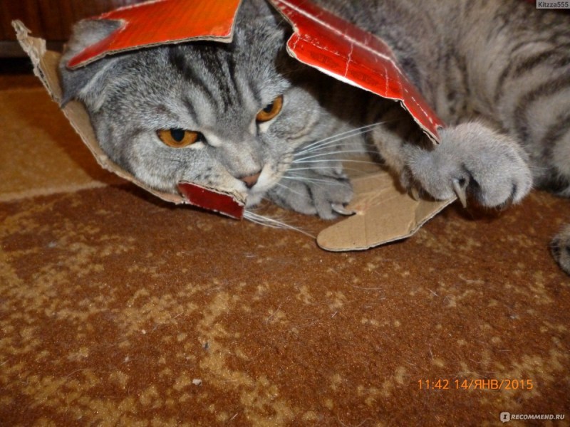 Кот и когтеточка прикол