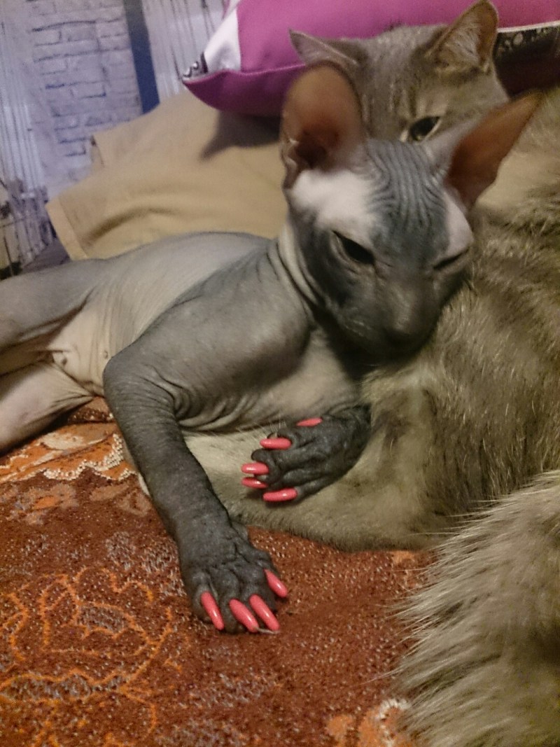 Антицарапки для кошек сфинкс