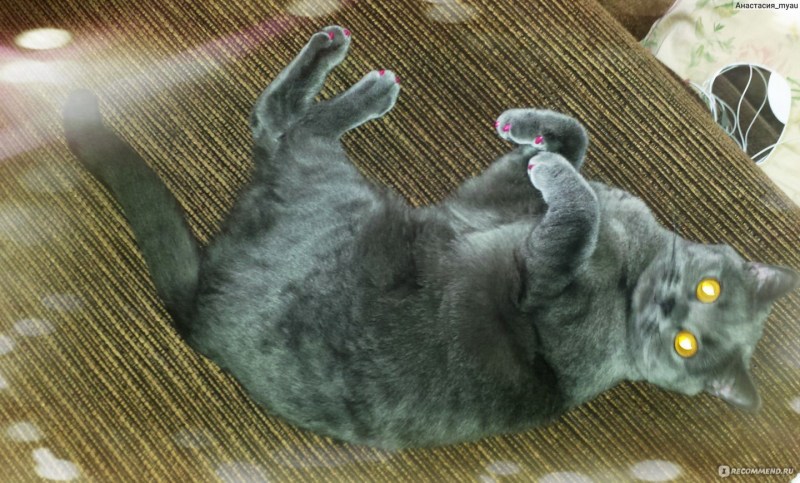 Кошка чешет когти