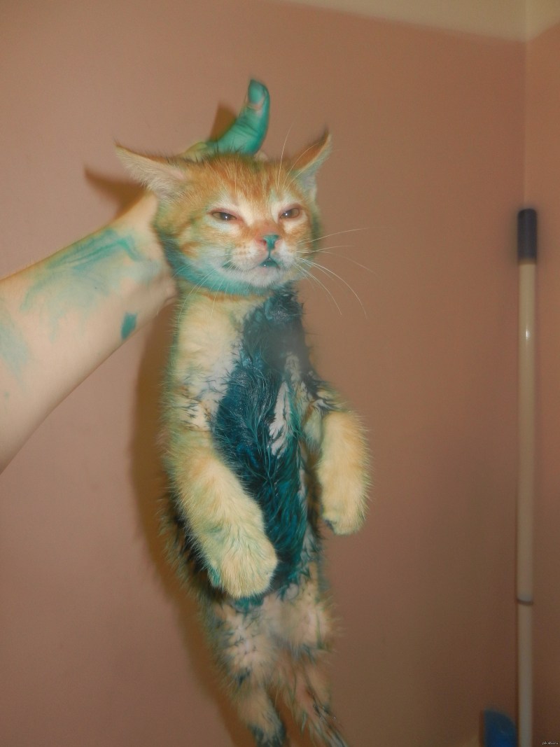 Кошка подрала кожаный диван