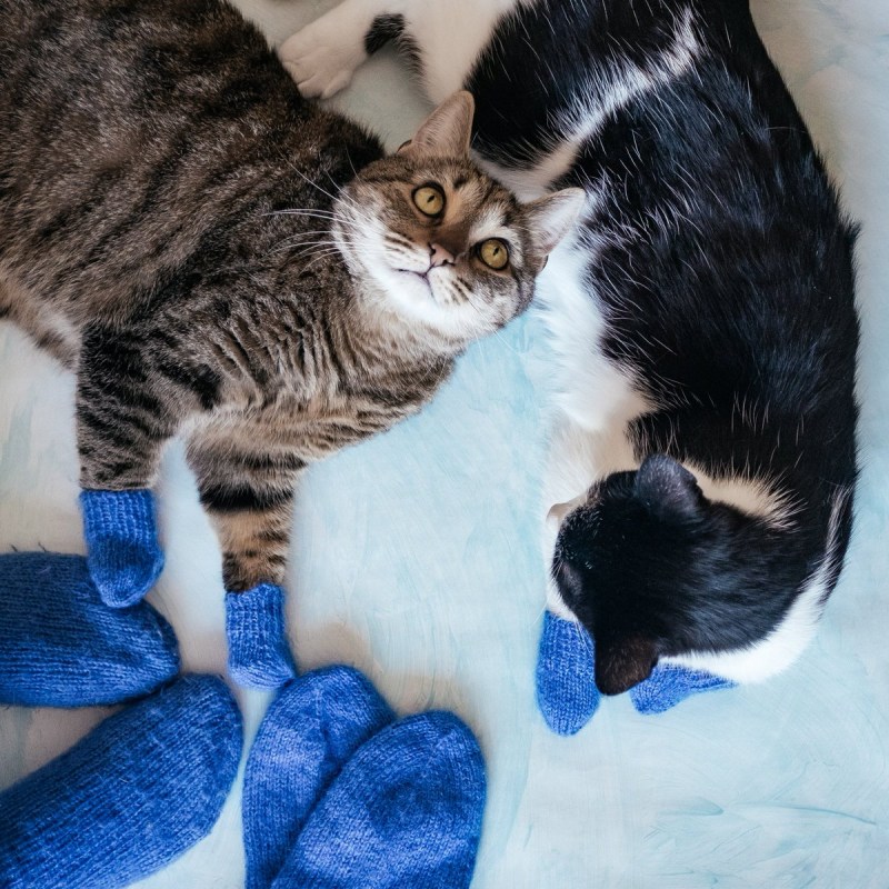 Котята в носочках
