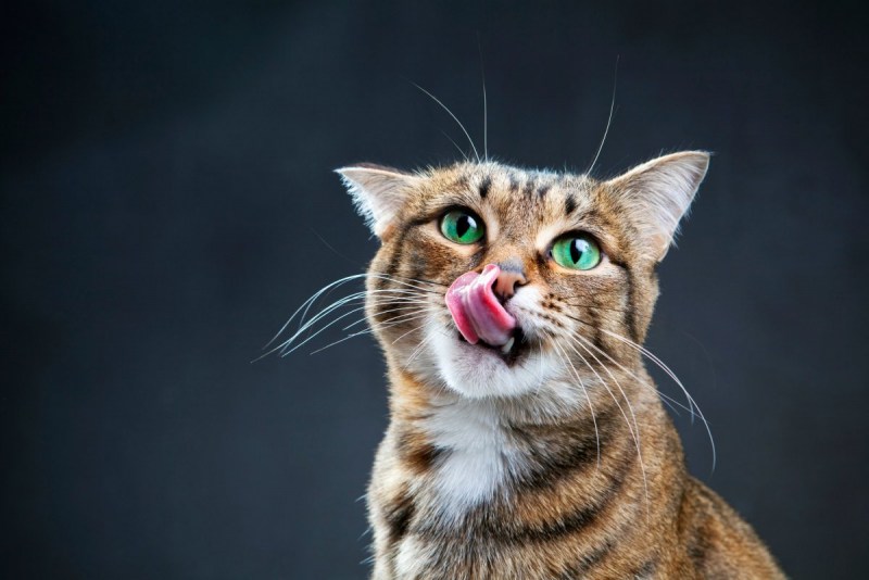 Удивление котов