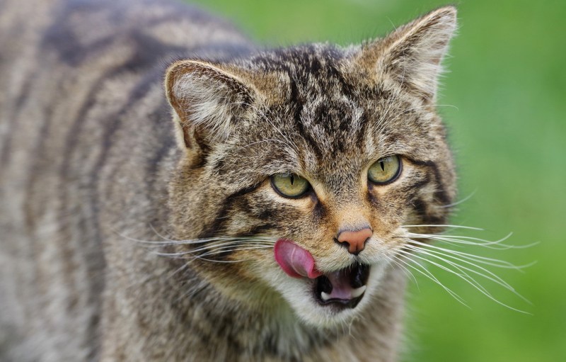 Пампасская кошка (leopardus Pajeros),