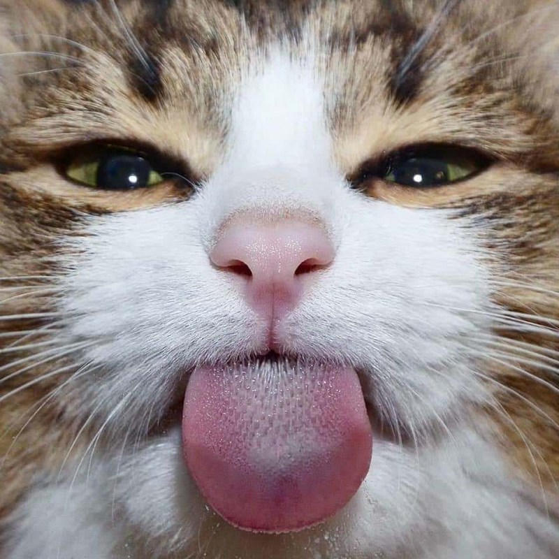 Морда кота с языком